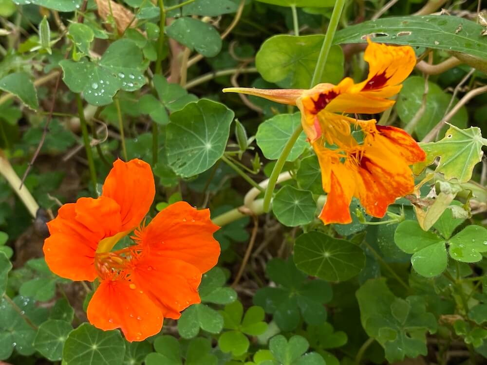 ナスタチウムの花たち