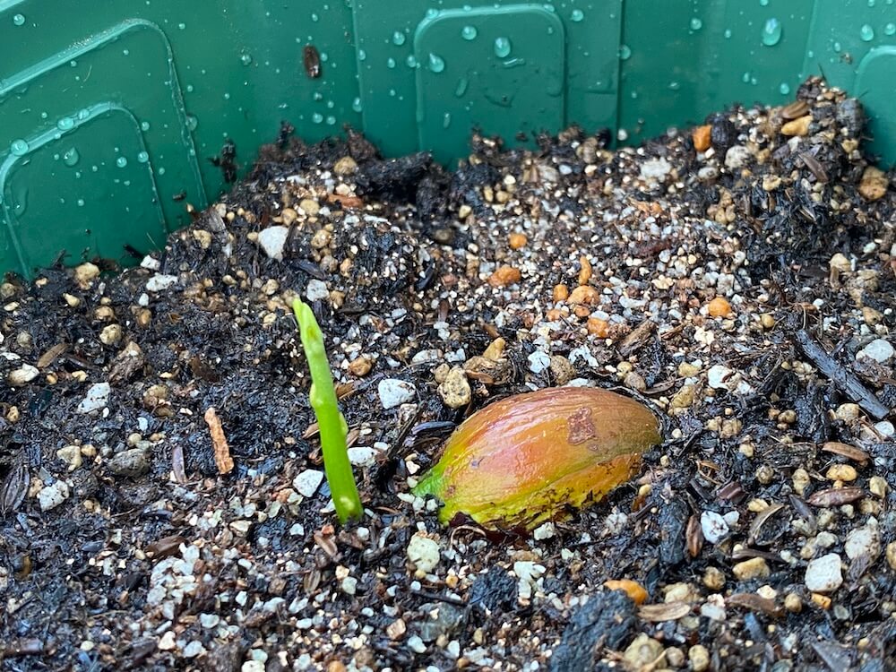 植木鉢のカニステル