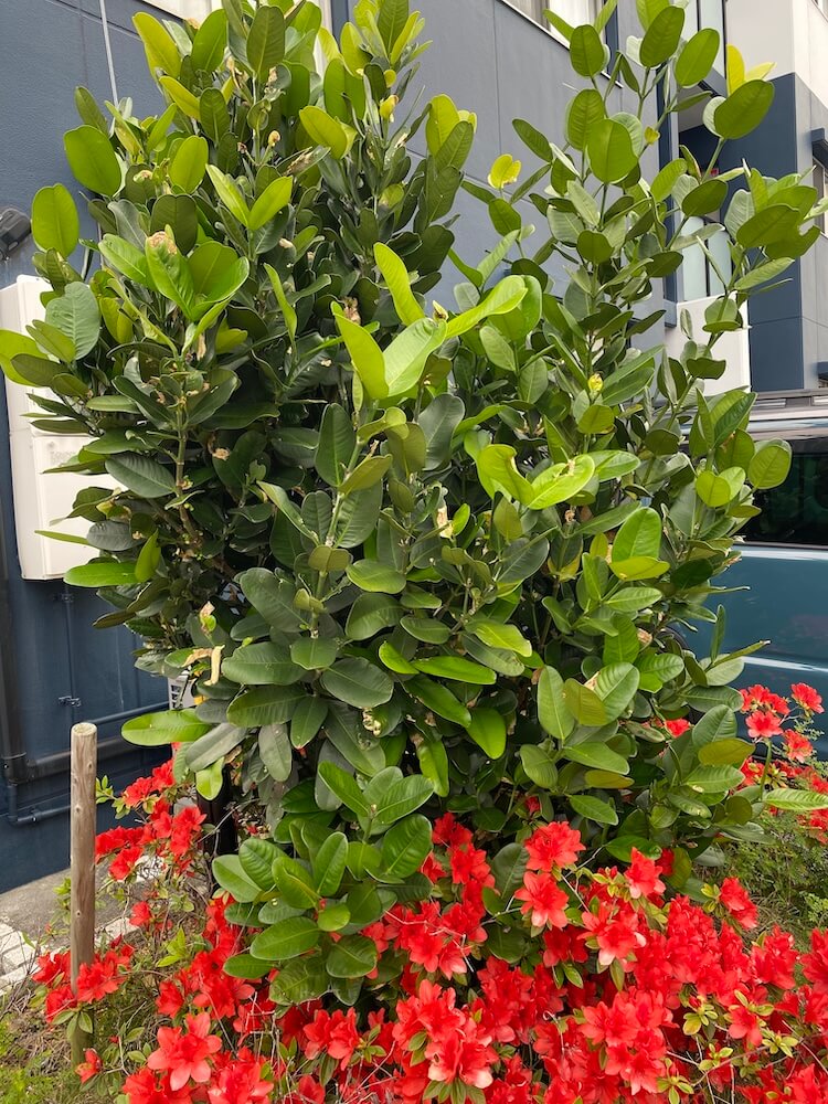 フクギとケラマツツジ