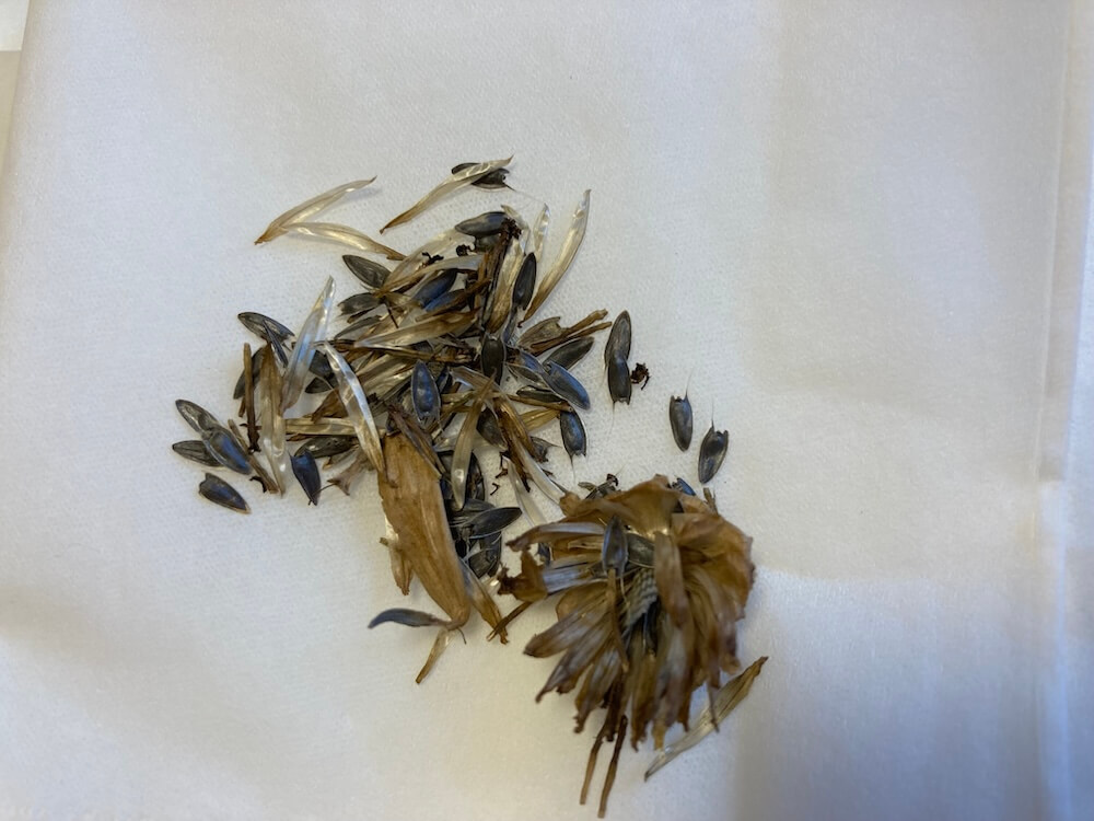 黄色いジニアの種