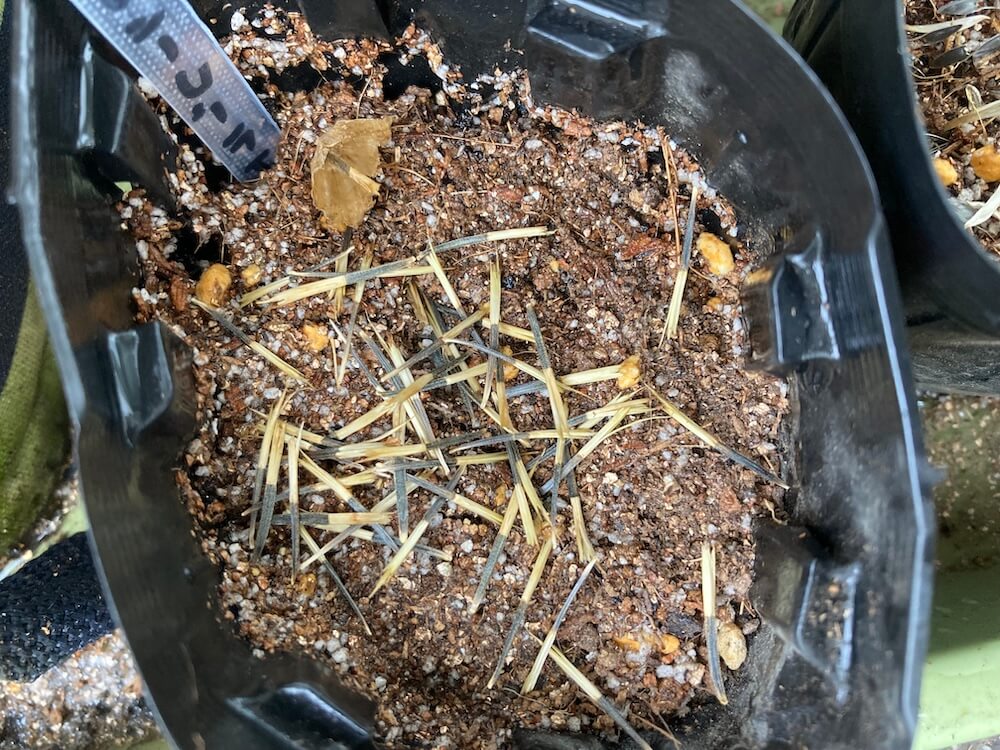 マリーゴールドを植えた