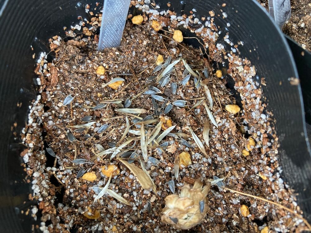 ジニアも植えた