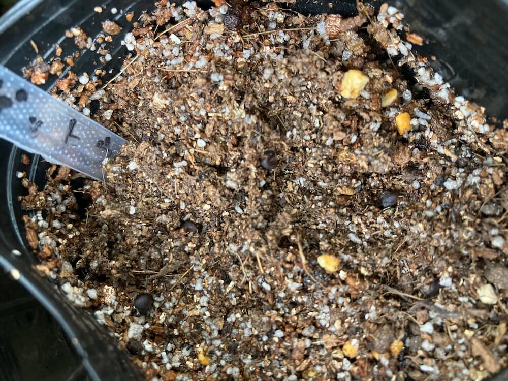 ビニールポットに植えた月桃