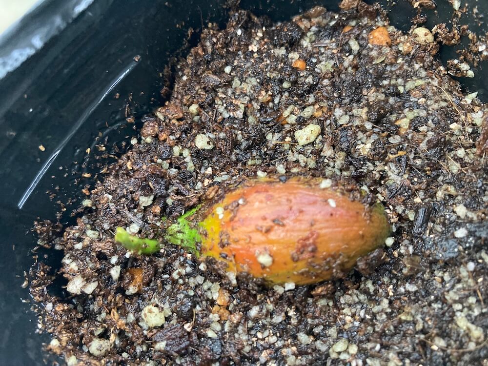 発芽したカニステルが可愛い