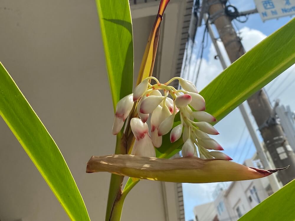 月桃の花