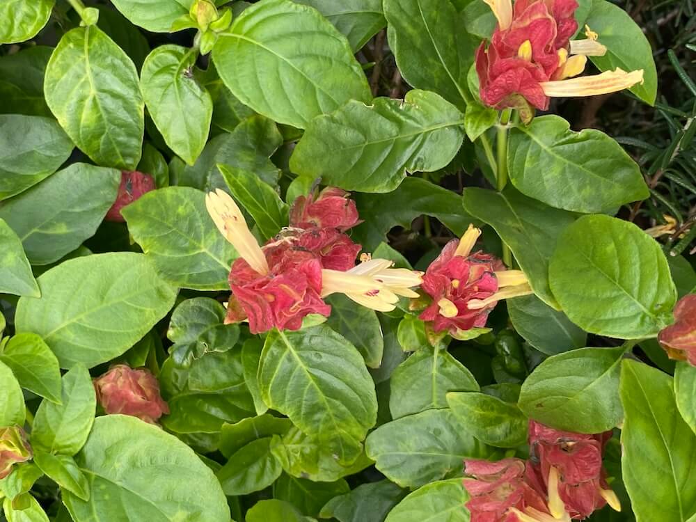 コエビソウの花