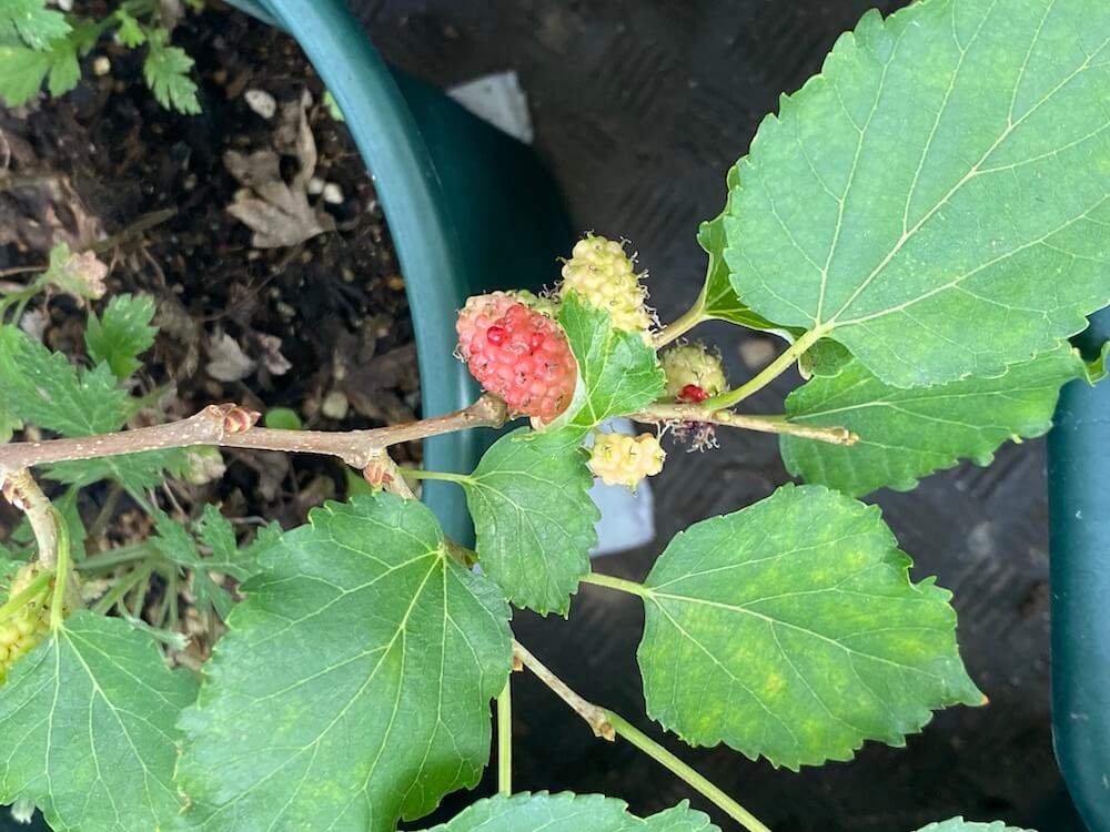 マルベリーの果実