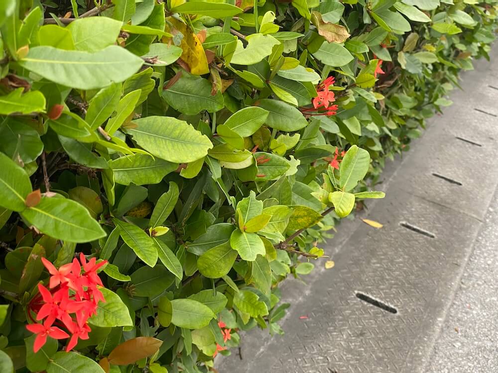 サンタンカの花