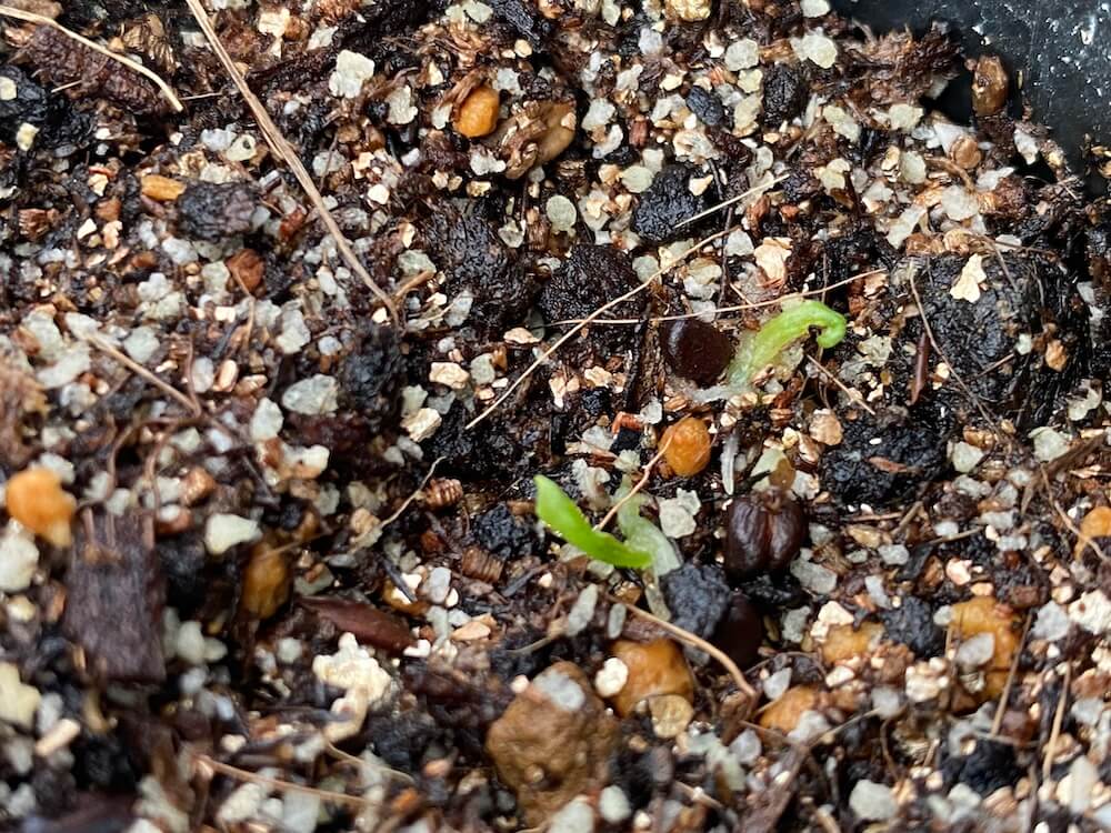 月桃の発芽?