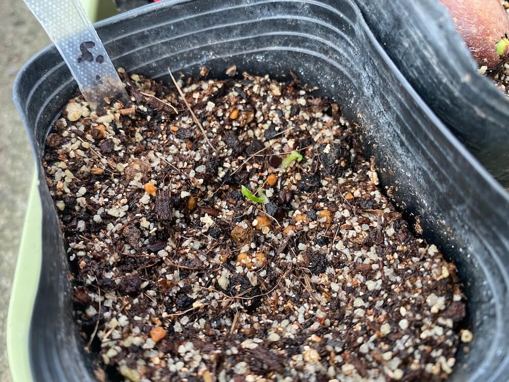月桃