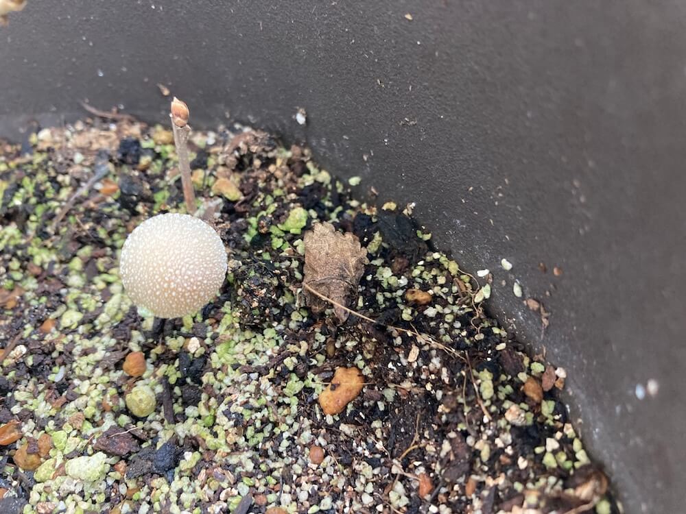 植木鉢に生えたキノコ