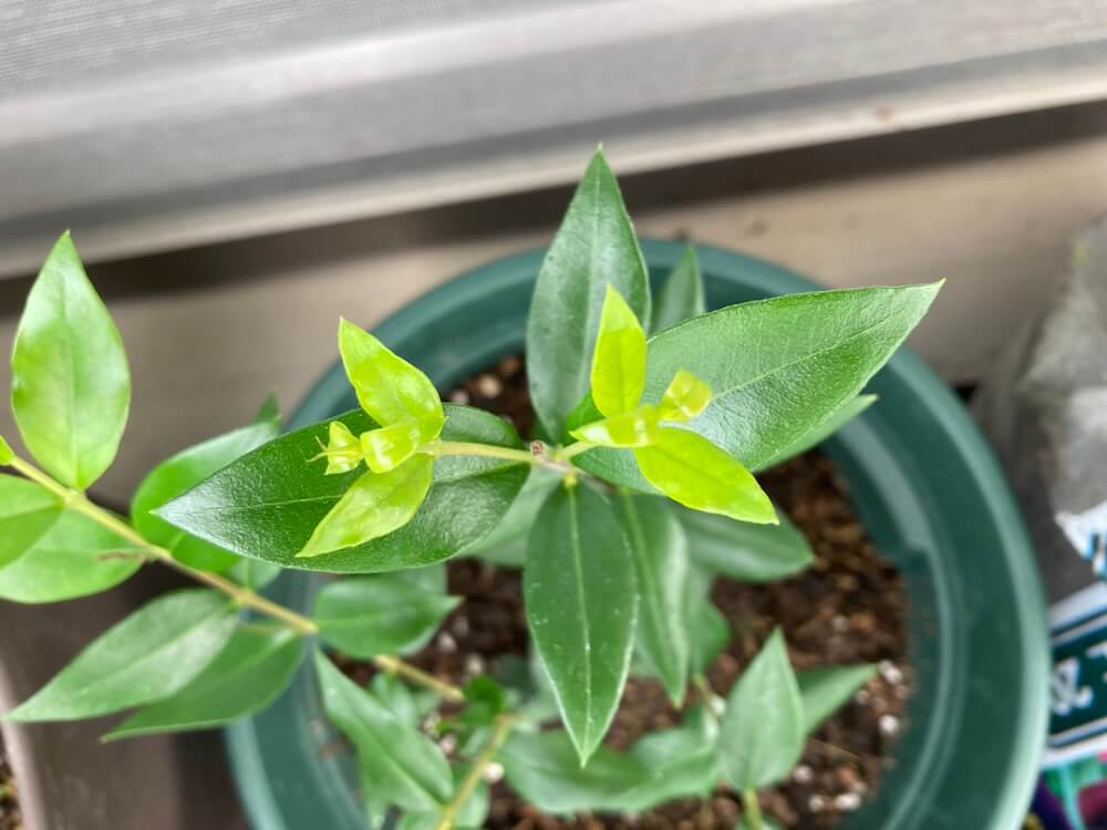 マートルの新芽
