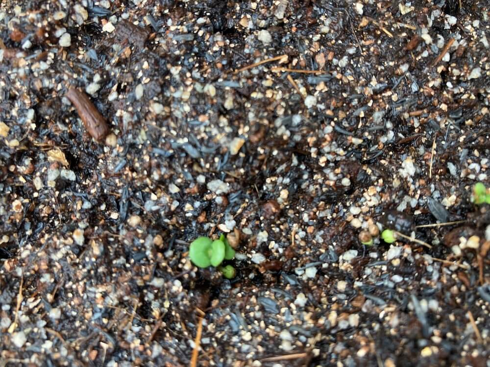 青シソの発芽