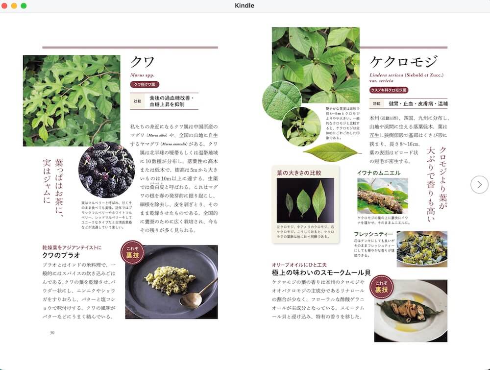 桑の話