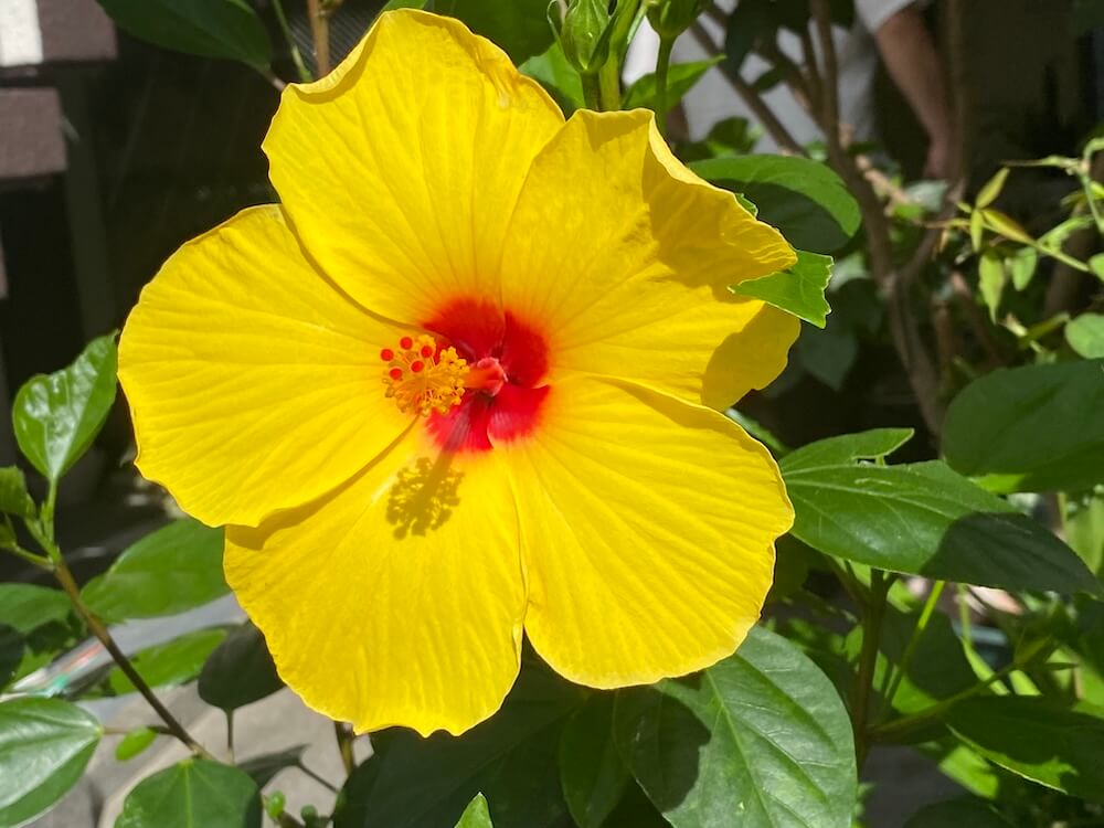 黄色いハイビスカスの花