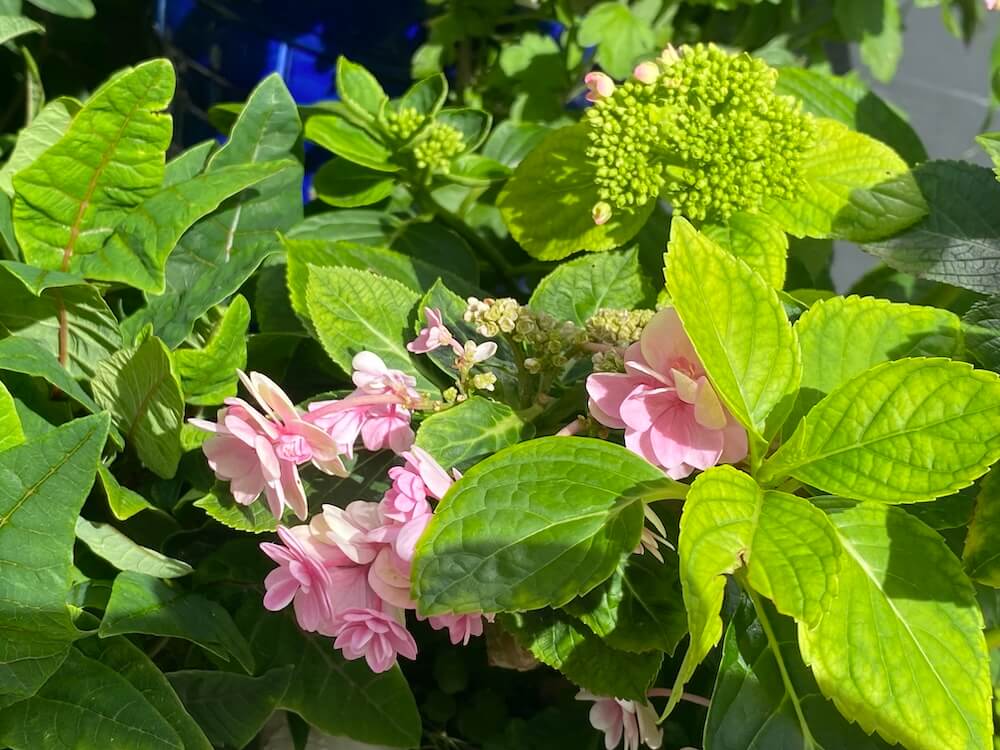 紫陽花
