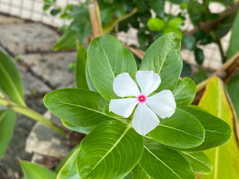 白い日々草の花