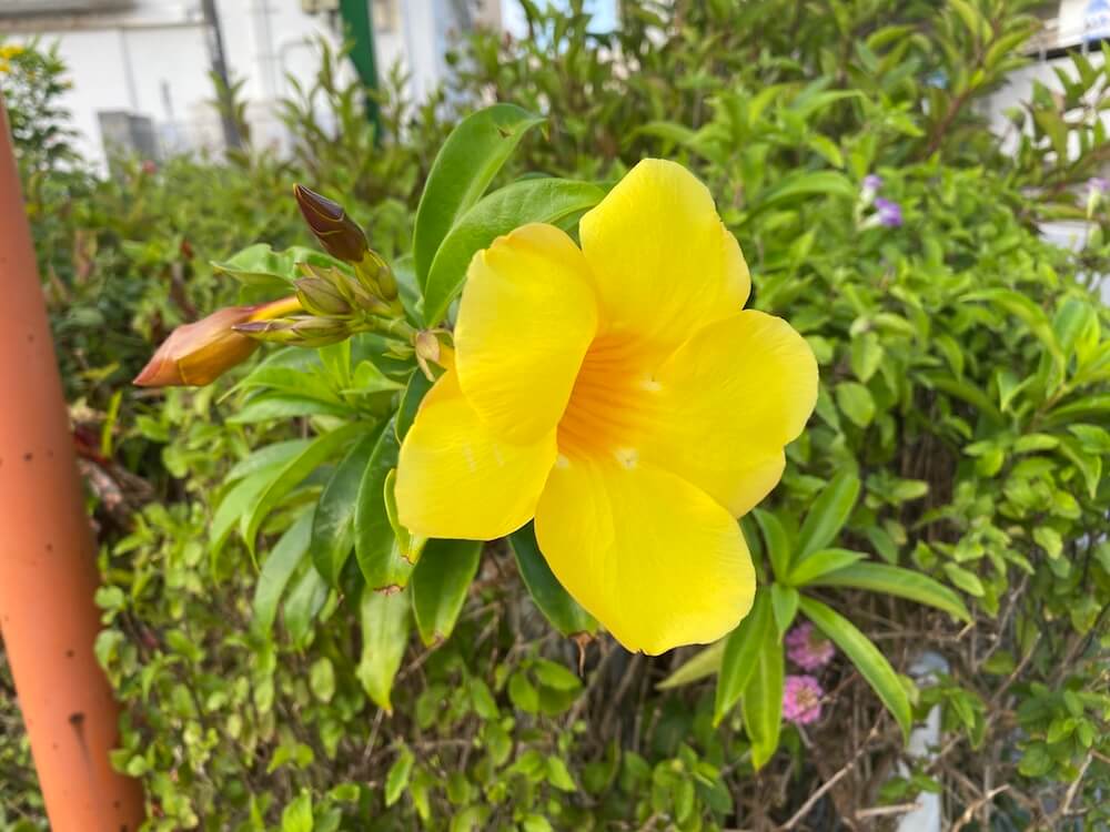 アラマンダの花
