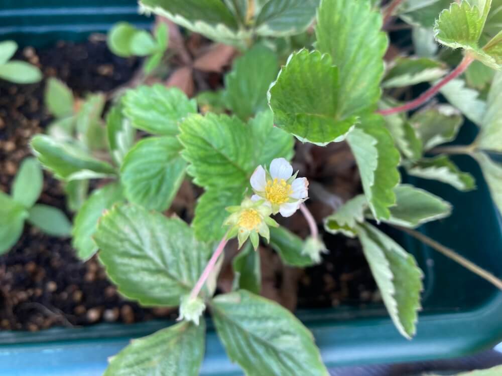 ワイルドストロベリーの花