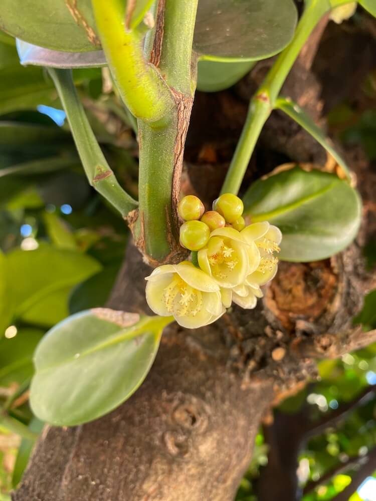 フクギの花