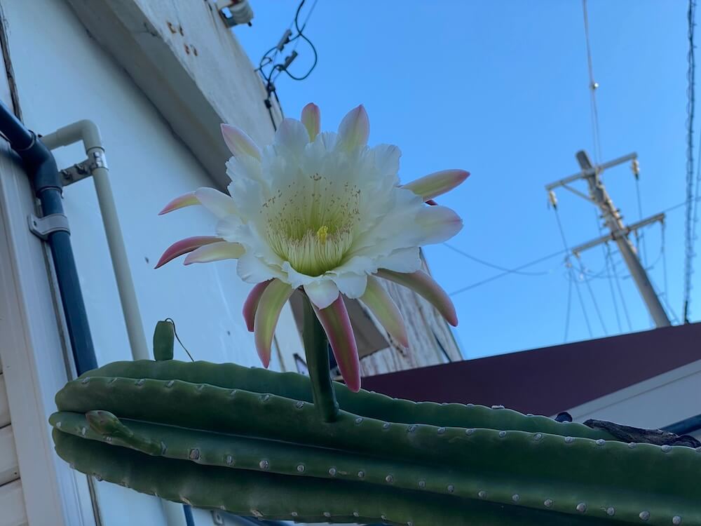 サボテンの花