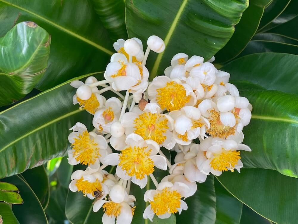 テリハボクの花