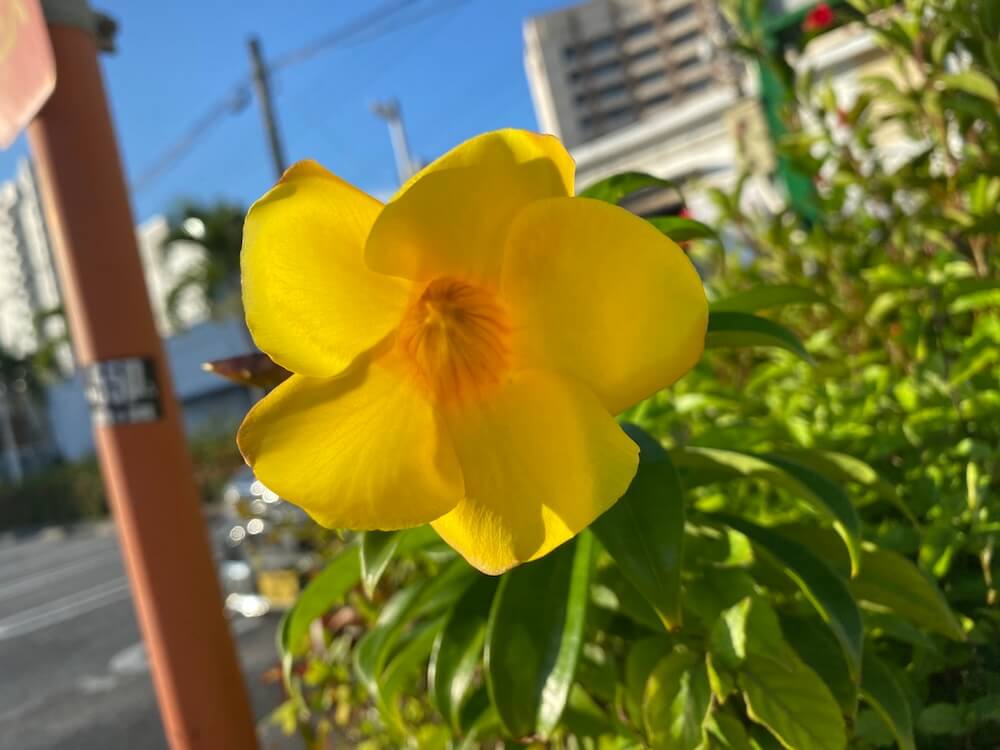 アラマンダの花