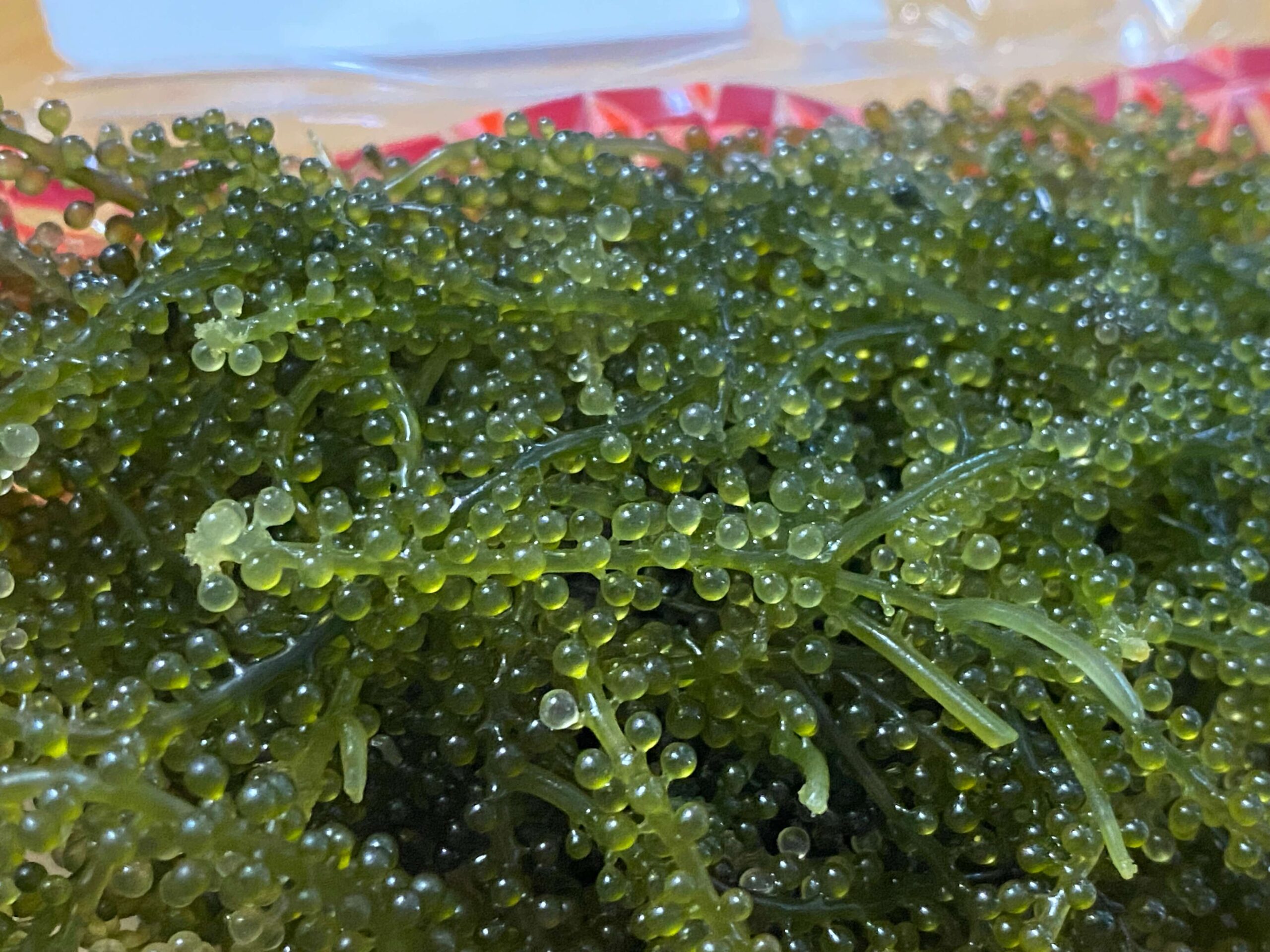 海ぶどう拡大